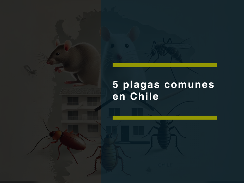 5 plagas comunes en Chile que pueden estar afectando tu entorno sin que lo sepas - PLAGASUR® | Control de Plagas en Puerto Varas