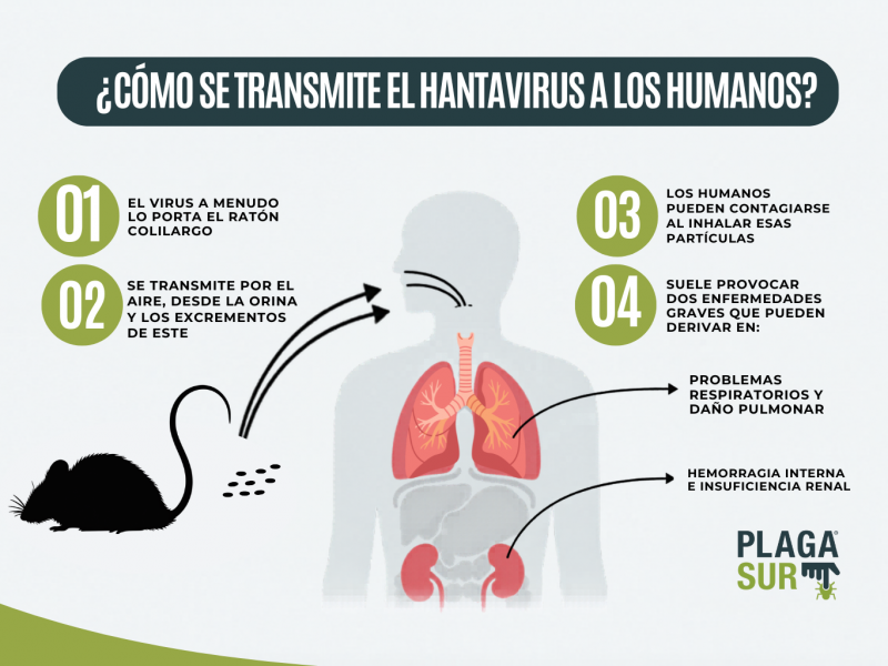 Cepa Andes: el Hantavirus que puede transmitirse entre personas en Chile - PLAGASUR® | Control de Plagas en Puerto Montt