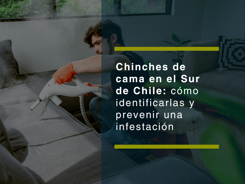 Chinches de cama en el Sur de Chile: cómo identificarlas y prevenir una infestación Chinches de cama en el Sur de Chile: cómo identificarlas y prevenir una infestación - PLAGASUR® | Control de Plagas en Puerto Varas