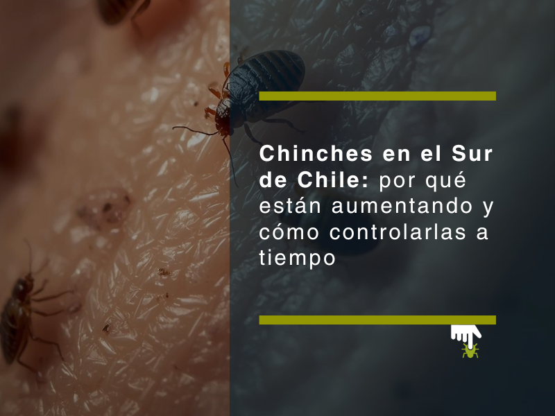 Chinches en el sur de Chile: por qué están aumentando y cómo controlarlas a tiempo - PLAGASUR® | Control de Plagas en Puerto Montt