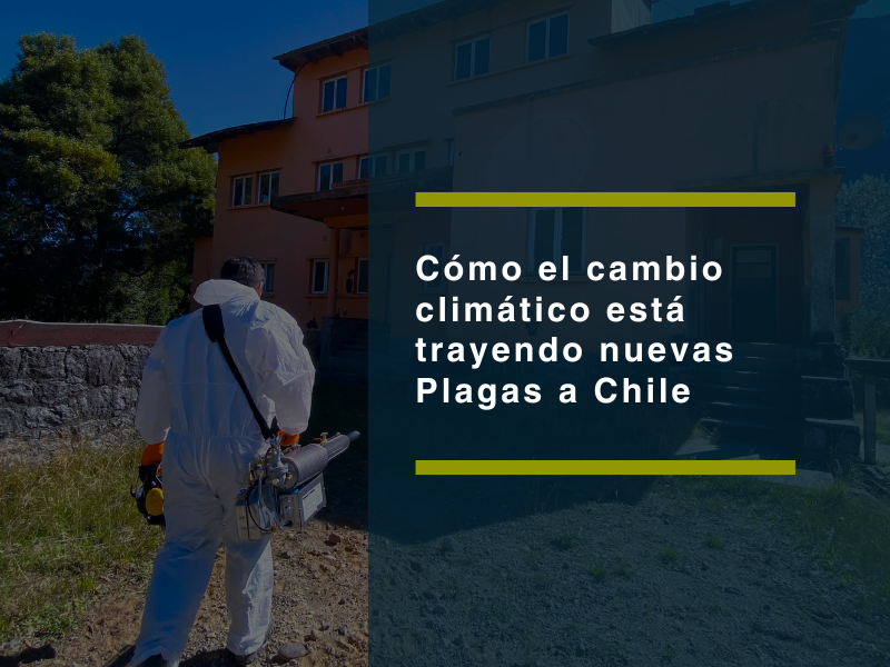 Cómo el cambio climático está trayendo nuevas plagas a Chile - PLAGASUR® | Control de Plagas en Puerto Varas