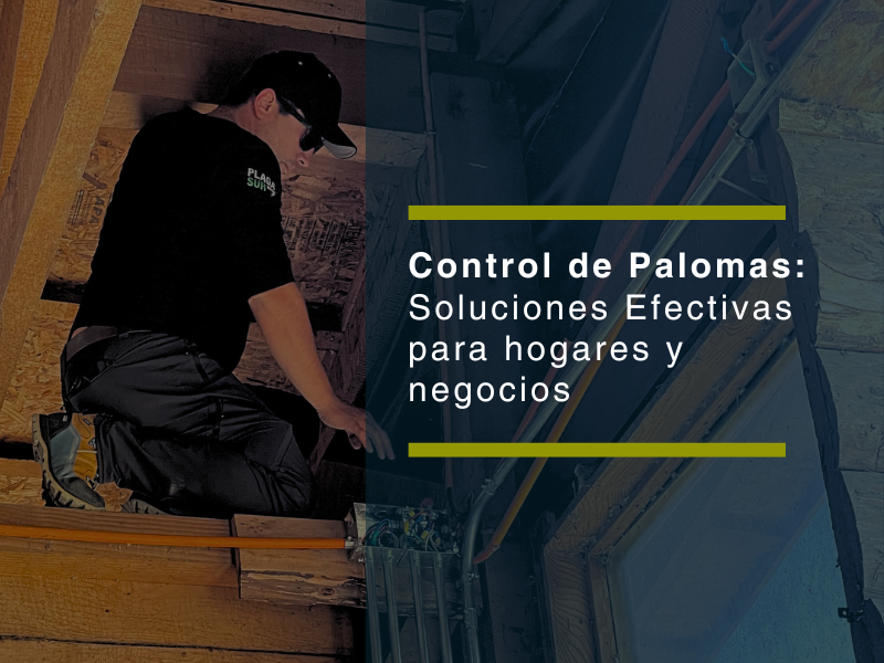 Control de palomas: soluciones efectivas para hogares y negocios - PLAGASUR® | Control de Plagas en Puerto Varas