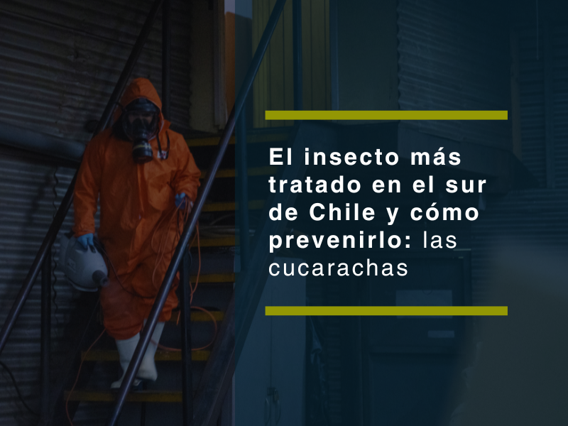 El insecto más tratado en el sur de Chile y cómo prevenirlo: las cucarachas - PLAGASUR® | Control de Plagas en Puerto Varas
