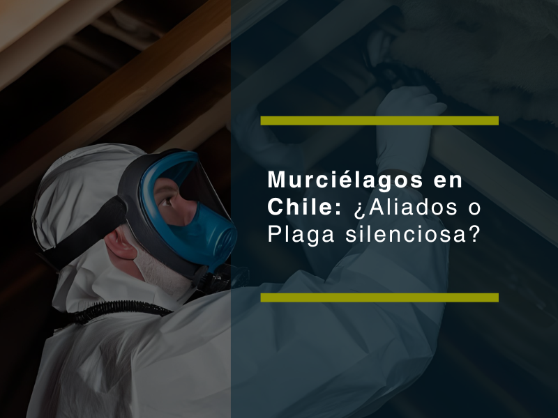 Murciélagos en Chile: ¿aliados o plaga silenciosa? - PLAGASUR® | Control de Plagas en Puerto Varas