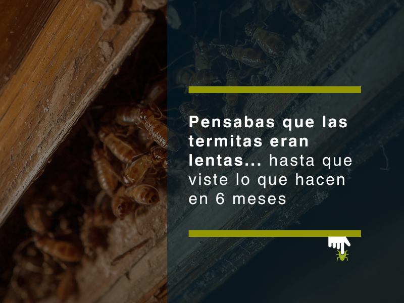 Pensabas que las termitas eran lentas... hasta que viste lo que hacen en 6 meses - PLAGASUR® | Control de Plagas en Valdivia