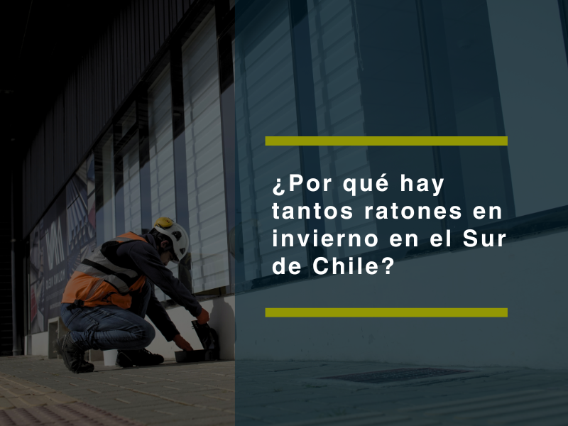 ¿Por qué hay tantos ratones en invierno en el sur de Chile? - PLAGASUR® | Control de Plagas en Puerto Varas