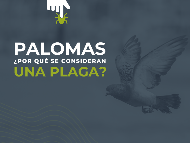 ¿Por qué las palomas se consideran una plaga? - PLAGASUR® | Control de Plagas en Puerto Varas