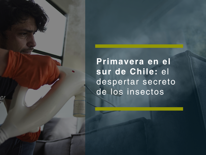 Primavera en el sur de Chile: el despertar secreto de los insectos Primavera en el sur de Chile: el despertar secreto de los insectos - PLAGASUR® | Control de Plagas en Puerto Varas