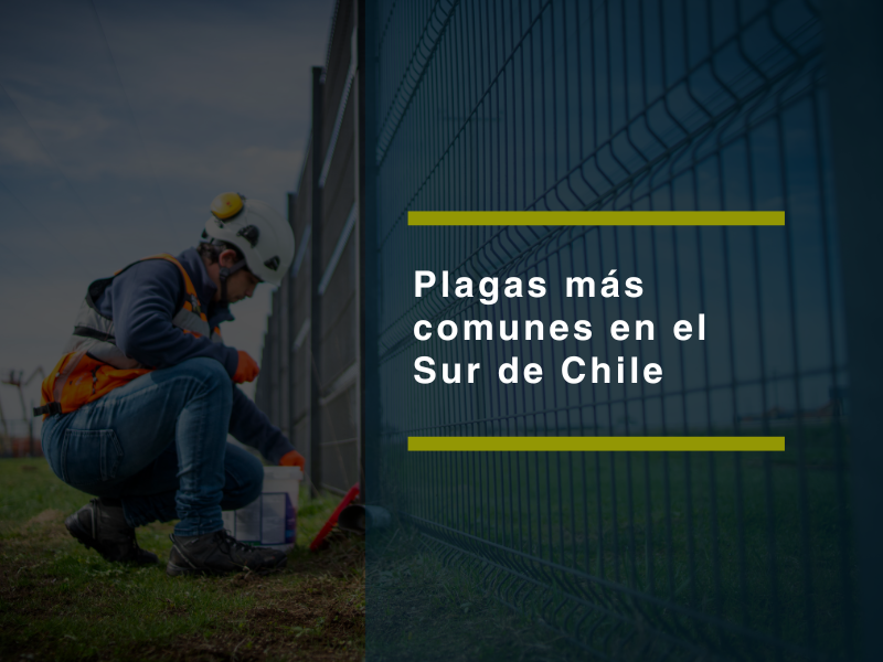 ¿Ratas, termitas, chinches o arañas en el sur? Cómo identificar y controlar las plagas más comunes - PLAGASUR® | Control de Plagas en Puerto Varas