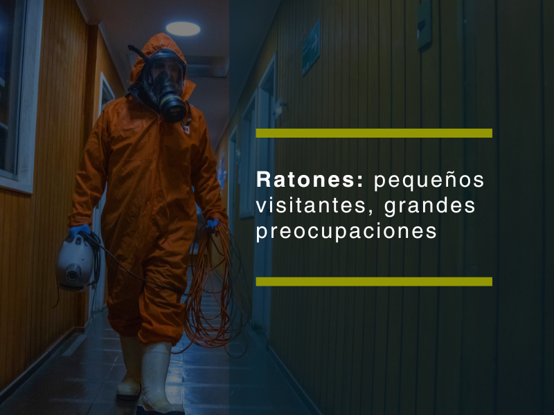 Ratones: pequeños visitantes, grandes preocupaciones - PLAGASUR® | Control de Plagas en Puerto Varas