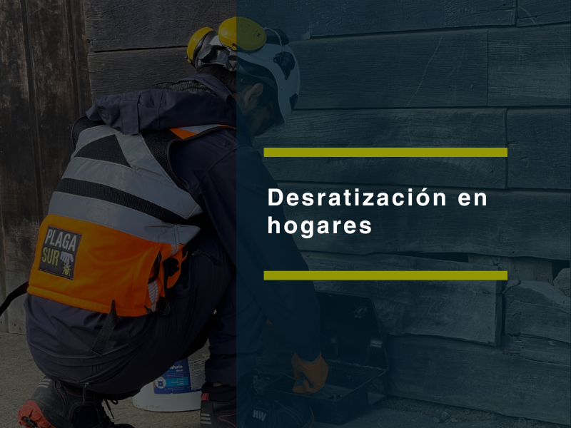 ¿Ruidos en el techo? Señales de ratas en casa y cómo eliminarlas de forma segura - PLAGASUR® | Control de Plagas en Puerto Varas