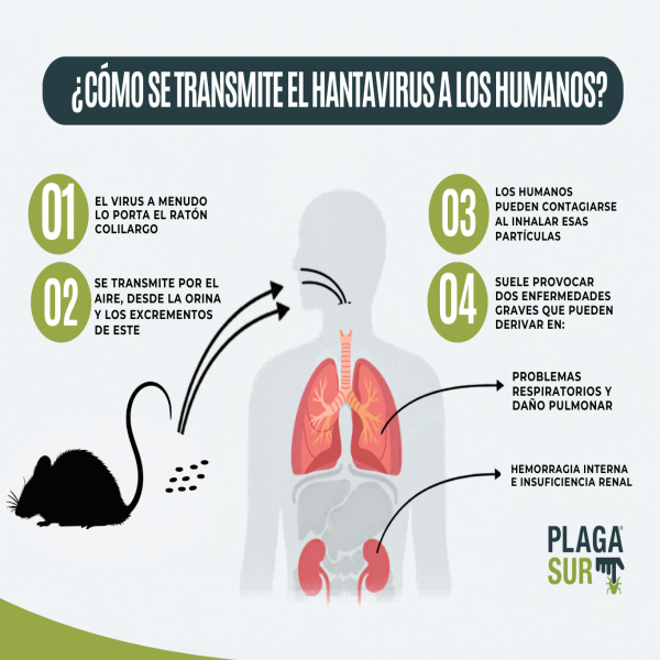 Cepa Andes: el Hantavirus que puede transmitirse entre personas en Chile - PLAGASUR® | Control de Plagas en Puerto Montt