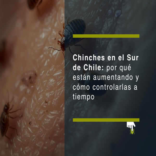 Chinches en el sur de Chile: por qué están aumentando y cómo controlarlas a tiempo - PLAGASUR® | Control de Plagas en Puerto Montt