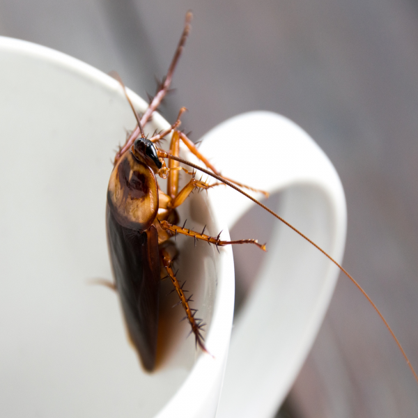 ¿Cucarachas, porque es tan difícil eliminarlas? - PLAGASUR® | Control de Plagas en Puerto Montt - Puerto Varas - Osorno - Castro