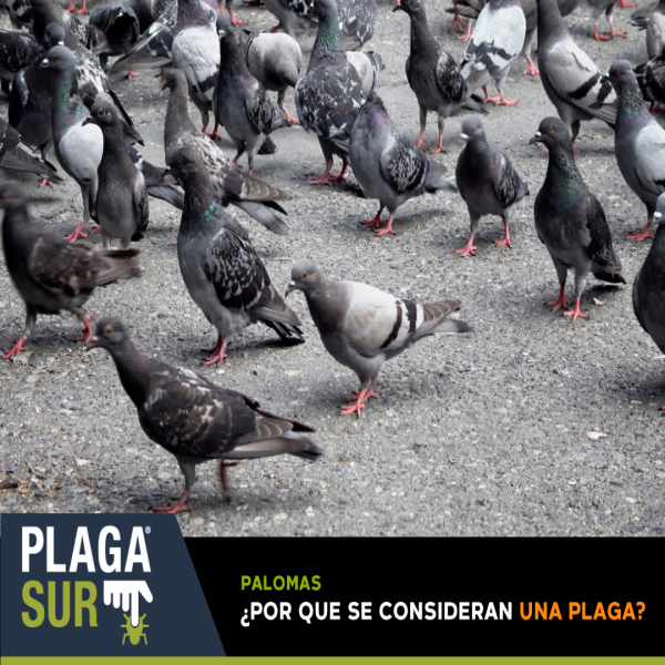 ¿Por qué las palomas se consideran una plaga? - PLAGASUR® | Control de Plagas en Puerto Montt - Puerto Varas - Osorno - Castro