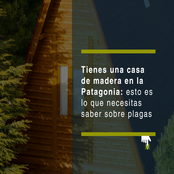 Tienes una casa de madera en la Patagonia: esto es lo que necesitas saber sobre plagas - PLAGASUR® | Control de Plagas en Puerto Varas